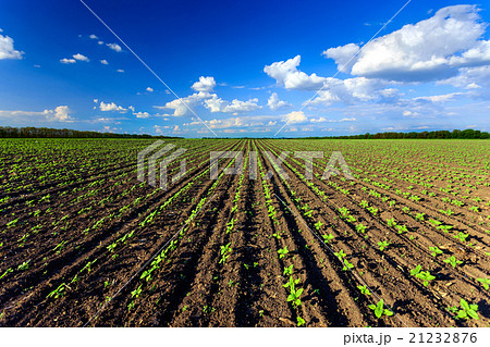 Sunflower field Sunflower field 21232876