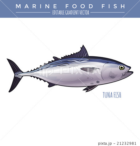 Tuna. Marine Food Fish 21232981