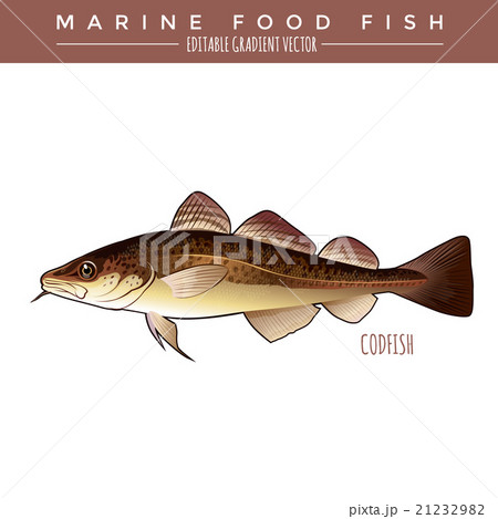 Codfish. Marine Food Fish 21232982