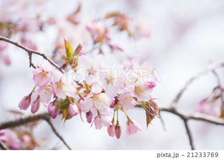 桜の花とつぼみ 桜の花とつぼみ 21233769