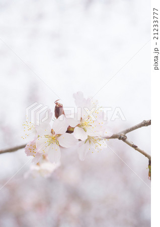桜の花(アップ) 桜の花(アップ) 21233777