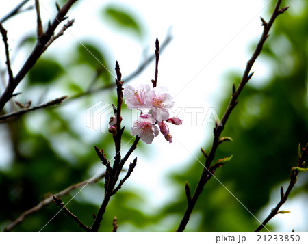 寒緋桜 寒緋桜 21233850