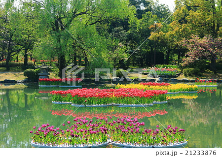 砺波チューリップ公園 21233876