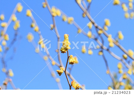 トサミズキの花 トサミズキの花 21234023