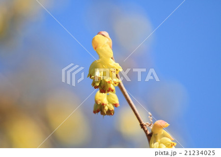 トサミズキの花 トサミズキの花 21234025