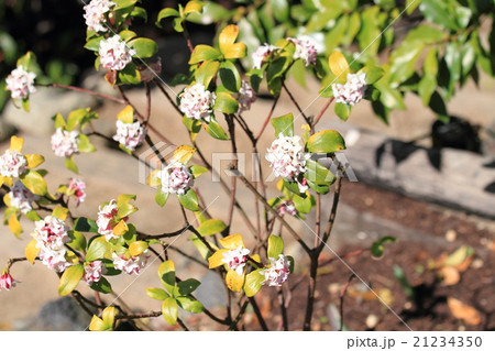 ジンチョウゲの花 21234350
