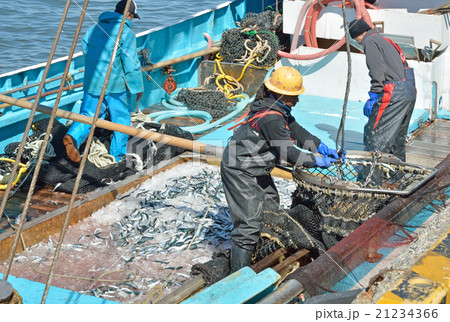 銚子散歩：銚子漁港水揚げ作業 21234366