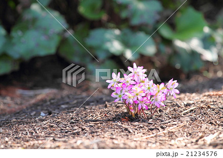 ミスミソウの花 21234576