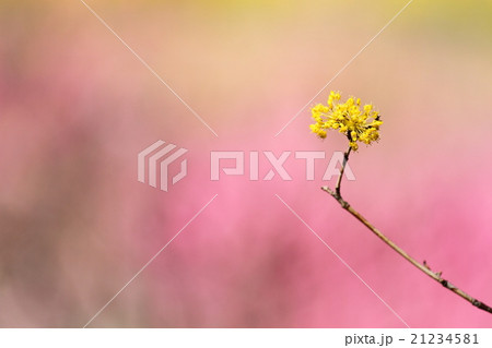 サンシュユの花 21234581