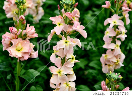 ストック 21234716