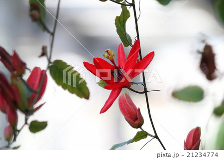 ベニバナトケイソウの花 ベニバナトケイソウの花 21234774