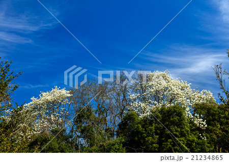 ハクモクレン 21234865