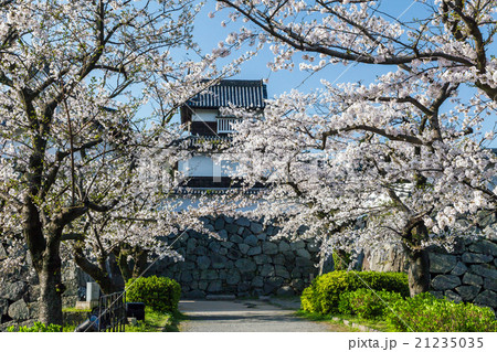 舞鶴公園の桜 舞鶴公園の桜 21235035
