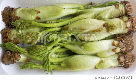 たらの芽 21235971