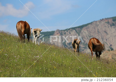 モンゴルの草原と馬 21236054