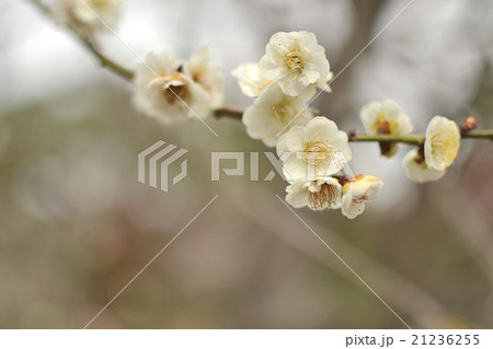 梅（白） 21236255