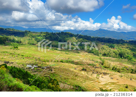 Green rice field in Tana Toraja Green rice field in Tana Toraja 21236314