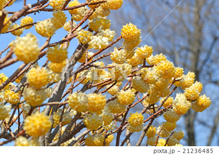 ミツマタの花 ミツマタの花 21236485