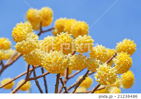 ミツマタの花 21236486