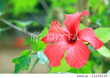 水滴のついたハイビスカス 21236539