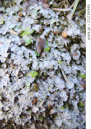 長良川源流、夫婦滝付近の岩場の凍りついた苔 21236940
