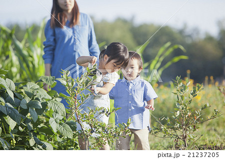 家族でガーデニング 21237205