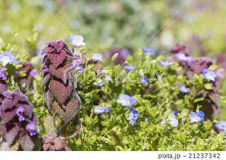 春の野の花 春の野の花 21237342