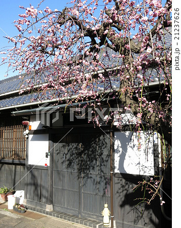 文京区の講安寺（庫裏と紅梅） 21237626
