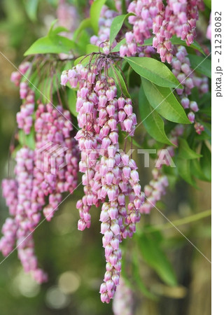 アセビの花 アセビの花 21238082