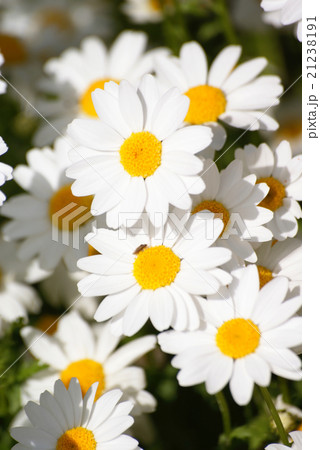 マーガレット 21238191