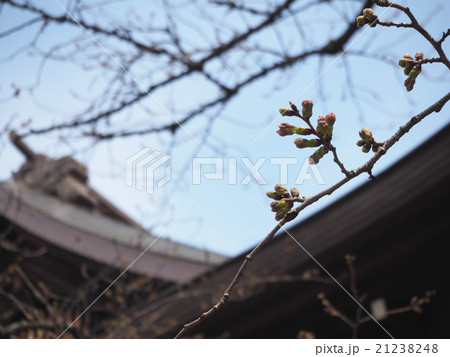 靖国神社の桜の標本木 21238248