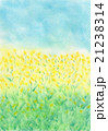 菜の花　パステル画　手書き 21238314