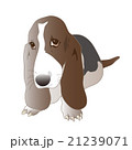 バセット・ハウンド犬のイラスト 21239071