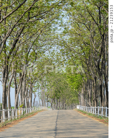 Tree lined road to farm Tree lined road to farm 21239153