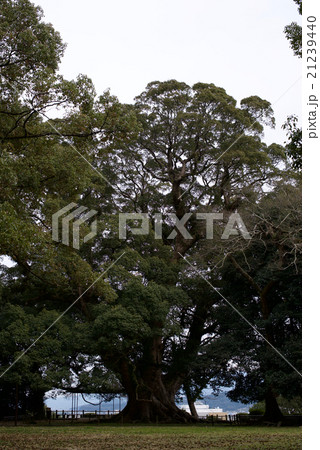 九州長崎旅行／諫早公園の大楠 21239440
