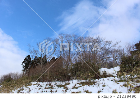 冬の山林 冬の山林 21239490