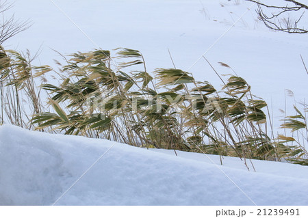 雪原の植物 雪原の植物 21239491