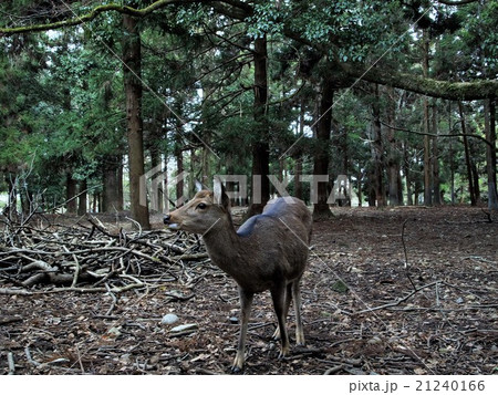 奈良公園の鹿 神の使いの鹿 春日大社の鹿の写真素材