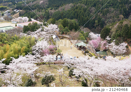 岐阜県 蘭丸ふる里の森 桜まつりの写真素材