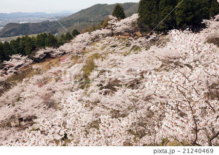 岐阜県 蘭丸ふる里の森 桜まつりの写真素材