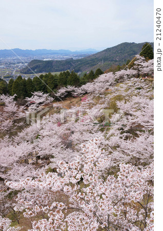 岐阜県 蘭丸ふる里の森 桜まつりの写真素材
