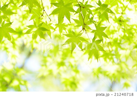 新緑 新緑 21240718