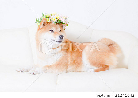 柴犬　ペットモデル 21241042