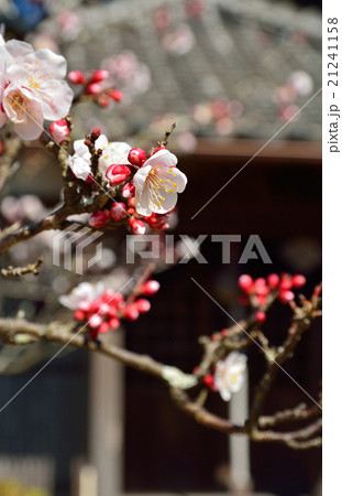 銚子散歩：ウメと帝釈堂　妙福寺 21241158
