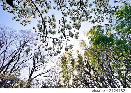 春の庭園 21241324