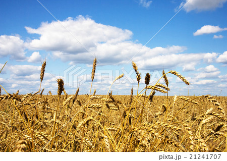 Wheat field 21241707