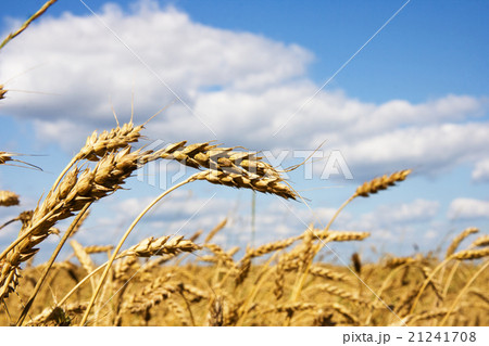 Wheat field 21241708
