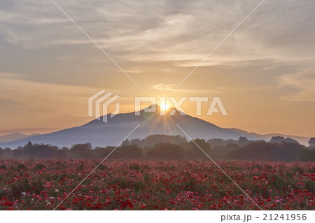 筑波山 日の出 ポピーの写真素材