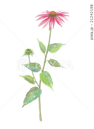 エキナセア 21242198