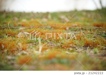 満開の苔の花 21242222